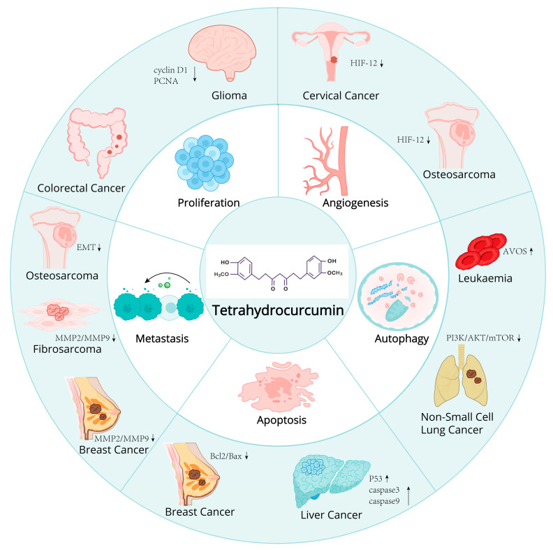 The antitumor mechanism of tetrahydrocurcumin and its role in various types of tumors.