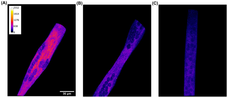 Qualitative detection with immunofluorescence staining of CB2 receptor in C2C12 skeletal muscle cells. Confocal image of a representative XY acquisition (60× magnification) of (A) differentiated cells incubated with primary CB2 receptor antibody, (B) differentiated cells incubated with CB2 receptor antibody and its blocking peptide (1/1 ratio), and (C) differentiated cells incubated with secondary antibody alone. Scale bar: 36 μm. Secondary antibody, anti-rabbit Alexa 200 Fluor 568, 1:1000. Images are presented in pseudocolor (LUT = fire) to better show the fluorescent intensity variations in the range 0–2552.