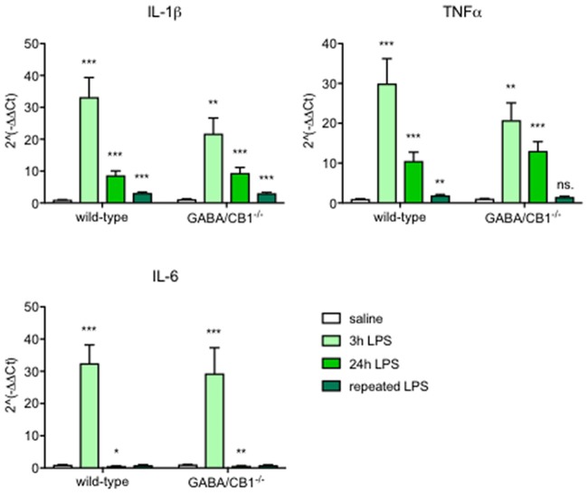 Expression of inflammatory cytokines in the brain of wild-type (WT) and GABA/CB1−/− mice; control groups are pulled together and shown as white bars (n = 21), 3 h after an intraperitoneal lipopolysaccharide (LPS)-treatment (n = 7) shown as light green bars, 24 h after an intraperitoneal LPS-treatment (n = 7–8) shown as intensive green bars and 24 h after the fourth daily intraperitoneal LPS injection (n = 6) shown as dark green bars. ns. stands for not significant; *p < 0.05; **p < 0.01; ***p < 0.001 difference detected by Bonferroni’s t-test between LPS and saline-treated mice from the respective control group.