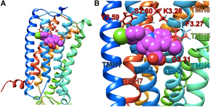 Indomethacin docking to CB1R 5XRA (agonist-bound). (A) The perspective is from the lipid bilayer. Helices are blue (I), light blue (II), turquoise (III), seafoam (IV), green (V), gold (VI), and orange (VII). Indomethacin is shown in magenta. (B) Image as in (A) at a closer perspective. Interacting amino acid residues are named according to the Ballesteros and Weinstein (1995) system. Transmembrane helices (TMH) are labelled by number.