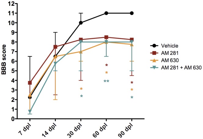 Early pharmacological blockade of CB1 and/or CB2 receptors impairs the spontaneous locomotor improvement after lesion.Evaluation of spontaneous activity using BBB locomotor scale shows that treatment of rats at 20 minutes after lesion with AM281, AM630 or AM281/AM630 impairs recovery. Median values and errors are represented. *p<0.05 vs. vehicle; **p<0.01 vs. vehicle. AM281 n = 6; AM630 n = 5; AM281/AM630 n = 10; vehicle n = 10.