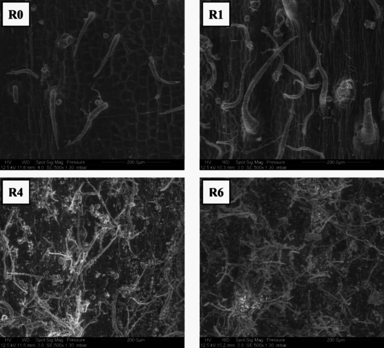 Scanning electron microscopy observations of hemp stem surfaces during hemp field retting stages. R0: unretted stems, R1: stems retted for 1 week, R4: stems retted for 4 weeks, and R6: stems retted for 6 weeks. Scale bar: 200 µm (from Bou Orm 2023)