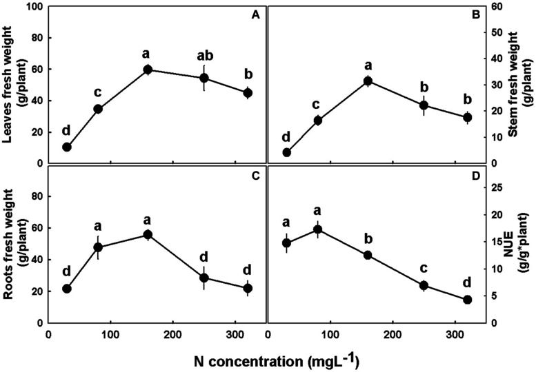 Effect of N nutrition on plant biomass in cannabis plants. Fresh weights of leaves (A), stem (B), and roots (C), and nitrogen use efficiency (NUE) (D). Presented data are averages ± SE (n = 5). Different small letters above the means represent significant differences between treatments by Tukey HSD test at α = 0.05.