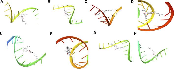 3D Interaction of Cannabidiol with Initiation and Termination Sequence of the Viral Proteins. A = Nucleocapsid Phosphoprotein Translation Initiation Site; B = Envelope Protein Translation Initiation Site; C = Envelope Protein Translation Termination Site; D = Nucleocapsid Phosphoprotein Translation Termination Site; E = ORF1ab Translation Initiation Site; F = ORF1ab Translation Termination Site; G = Surface Glycoprotein Translation Termination Site; H = Surface Glycoprotein Translation Initiation Site.