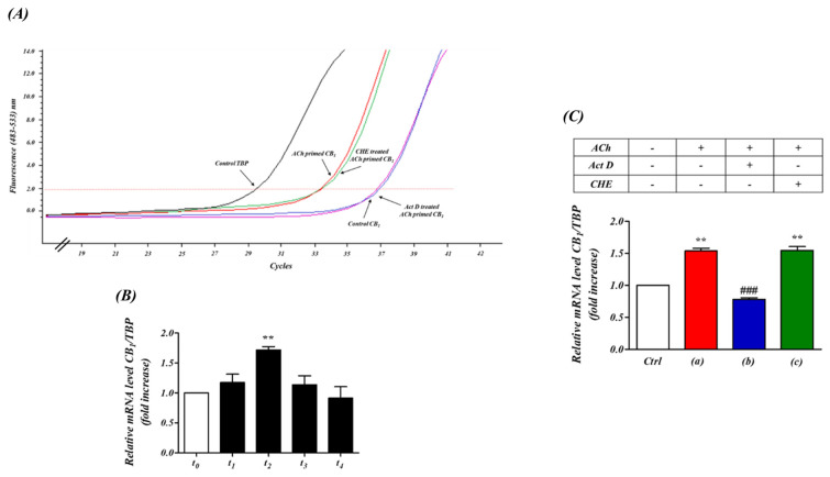 ACh ‘priming’ enhances the transcription of CB1 receptor acting on the CNR1 locus in SH−SY5Y human neuroblastoma cells. (A) qPCR amplification curves of mRNA CB1 receptor level (CNR1 locus) in human neuroblastoma SH−SY5Y cells. The effects of ACh, Act D and CHE on mRNA CB1 receptor levels are indicated by arrows. (B) Time course of the effect of M3 receptor stimulation on the mRNA CB1 receptor level in human neuroblastoma cell line. t0: 0 min; t1: 2.5 min; t2: 5 min; t3: 7.5 min; t4: 10 min (n = 3). ** p < 0.05 vs. t0. One-way analysis of variance followed by Multiple Comparison test with Bonferroni’s correction. (C) Effect of transcriptional and translation inhibitors on ACh-induced up-regulation of the CNR1 locus. The transcriptional up-regulation of the CNR1 locus was significantly induced by ACh pre-stimulation (ACh, 1 µM, 5 min, C(a)). Incubation with the RNA polymerase inhibitor actinomycin D (Act D, 1 mM, 30 min, C(b)) completely abolished this up−regulation of CNR1 transcription. In contrast, incubation with the protein synthesis inhibitor cycloheximide (CHE, 10 nM, 30 min, C(c)) had no effect on the ACh−induced up-regulation of CNR1 transcription. (TBP: TATA box binding protein). ** p < 0.05 vs. Ctrl, ### p < 0.001 vs. (A) ACh only. One−way analysis of variance followed by Multiple Comparison test with Bonferroni’s correction. (n = 6).
