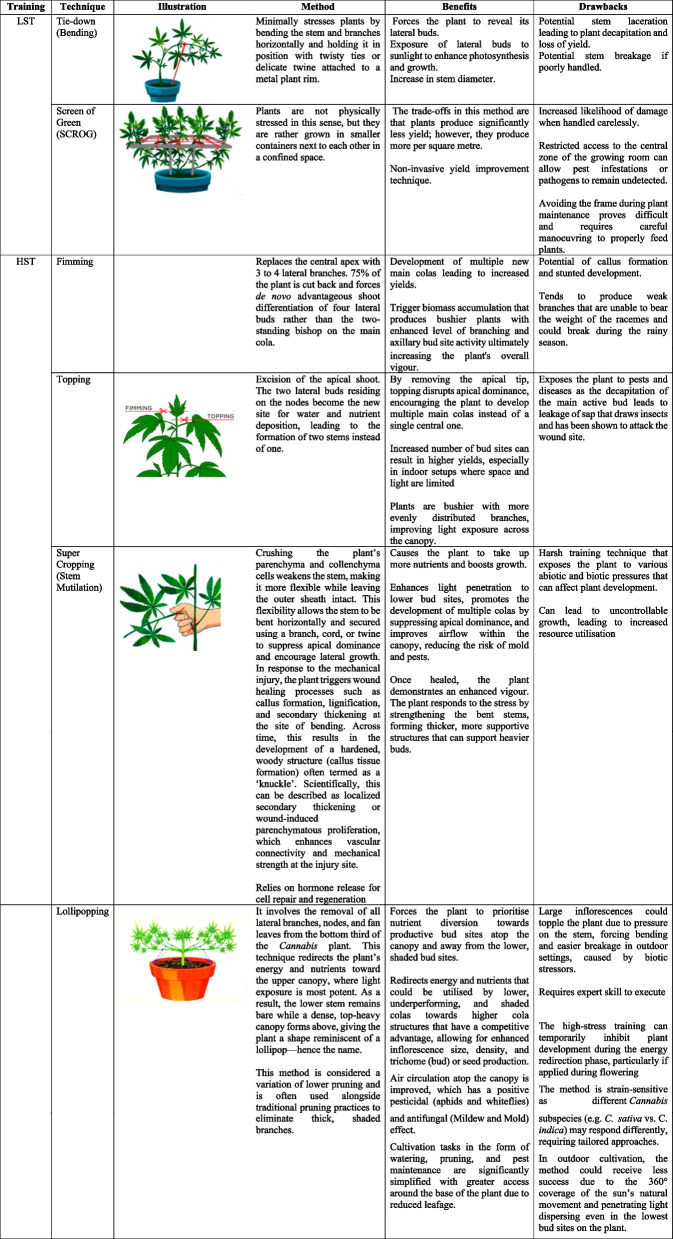 Overview of LST and HST as Components of Mainlining in Cannabis Cultivation (Haze 2024; Beveridge et al. 2023; Trancoso et al. 2022; Danziger and Bernstein 2021; Voser 2020; Spitzer-Rimon et al. 2019)