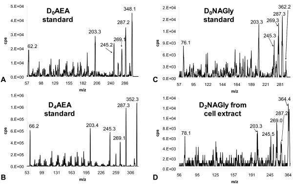 Mass spectrometric product ion scans of synthesized standards and RAW 264.7 lipid extracts. The numbers above the peaks are the calculated centroid mass. A) Positive ion mode product ion scan of the mass [348.3]+ of the synthesized standard of non-deuterium labeled N-arachidonoyl ethanolamine (D0AEA). B) Positive ion mode product ion scans of the mass [352.3]+ of the synthesized standard of deuterium-labeled AEA (D4AEA). C) Positive ion mode product ion scan of the mass [362.3]+ of the synthesized standard of non-deuterium labeled NAGly (D0NAGly). D) Positive ion mode product ion scan of the mass [364.3]+ of the RAW 264.7 cell extract that was incubated with D4AEA.