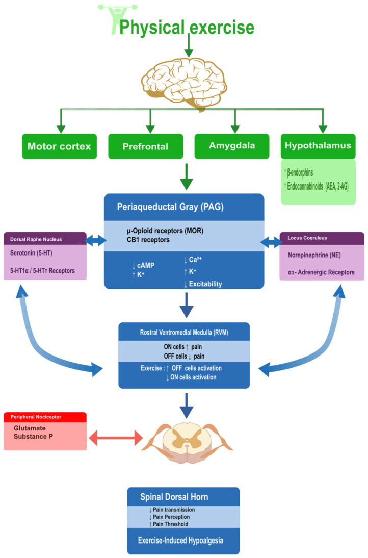 Neurobiological mechanisms of descending pain modulation during exercise. Exercise activates cortical and subcortical regions, including the prefrontal cortex, amygdala, and hypothalamus, leading to increased release of endogenous opioids and endocannabinoids. These systems modulate PAG-RVM pathways, serotonergic and noradrenergic signaling, and spinal nociceptive transmission, resulting in reduced pain perception and increased pain thresholds.