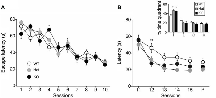 Facilitation of reversal learning in the MWM in MGL KO mice. (A) The latencies for reaching the hidden platform during the acquisition phase of the MWM task for control (MGL+/+; n = 14), Het (MGL+/−; n = 12), and MGL KO (MGL−/−; n = 15) mice. Mice were trained in the water maze paradigm for 10 consecutive acquisition sessions (2 trials per day). The platform was located in the target quadrant. No differences in latency were observed between genotypes. (B) After the acquisition phase, the platform was moved to the opposite side of the tank, and the reversal of spatial memory was tested in MGL KO mice. Escape latencies of MGL Het and KO mice were significantly lower compared to WT mice. MGL KO mice showed faster reversal learning than their control littermates. B (inset), Percentage of time spent in each quadrant (T: target quadrant; L: left quadrant; O: opposite quadrant; R: right quadrant) during a single probe trial following reversal training. MGL Het and KO mice spent more time in the new target quadrant, suggesting that they were able to reverse their learning of the platform location. **p < 0.01; *p < 0.05 compared with their corresponding control group.