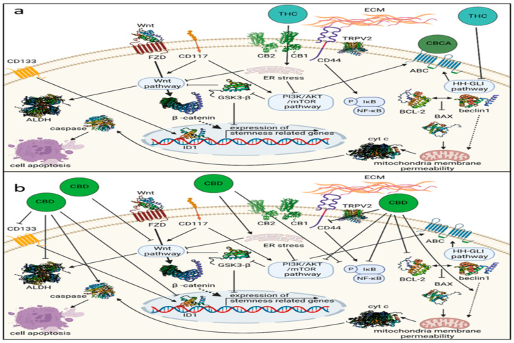 Phytocannabinoids pathways and mechanisms like THC and CBCA, (a) along with CBD, (b) impact several genetic pathways and mechanisms linked to the ovarian cancer stem cell state. Receptor involvement in activity is indicated where suggested. Key components include ABC (ATP-binding cassette transporter), ALDH (aldehyde dehydrogenase), BCL-2 (B-cell lymphoma-2 activity), CB1 (cannabinoid receptor type 1), CB2 (cannabinoid receptor type 2), CBCA (cannabichromenic acid), CBD (cannabidiol), CDs (clusters of differentiation), cyt c (cytochrome c), ECM (extracellular matrix), ER stress (endoplasmic reticulum stress), FZD (Wnt frizzled receptor), HH-GLI (Hedgehog-GLI), ID1 (inhibitor of DNA binding), THC (Δ9-trans-tetrahydrocannabinol), and TRPV2 (transient receptor potential cation channel subfamily V member 2) [28].
