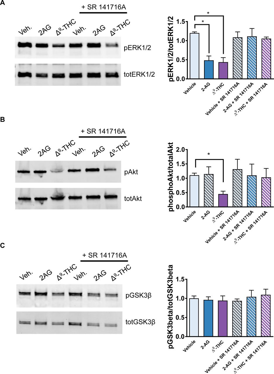 CB1R antagonist SR 141716A blocks negative regulation of ERK1/2 and Akt phosphorylation by 2AG and Δ9-THC.(A) Western blot analysis of day 30 hiPSC-neurons treated with vehicle, 2AG or Δ9-THC (30 minutes) with or without pre-treatment with inverse antagonist SR 141716A (20 nM). Western blots probed for total and pERK1/2, revealed that SR 141716A blocked 2AG or Δ9-THC induced decrease in active (phosphorylated) ERK1/2 levels after 30 minutes. (B) Cell lysates were also assessed for levels of pAkt. This revealed that SR 141716A blocked Δ9-THC decrease in pAkt levels. (C) Cell lysates were also assessed for levels of active (phosphorylated) GSK3β; no difference was observed between conditions.