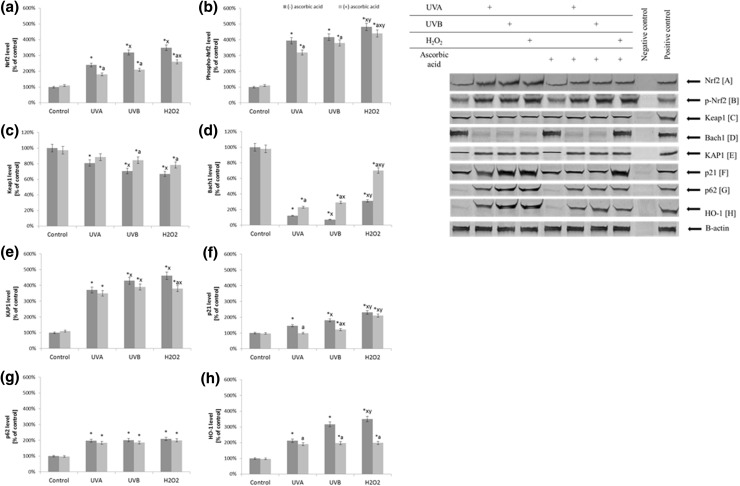 The level of Nrf2 (a), its phosphorylated form (pSer40) (b), its inhibitors: Keap1, Bach1 (c, d), and activators: KAP1, p21, p62 (e, f, g), and HO-1 (h) in fibroblasts after exposure to UVA (20 J/cm2), UVB radiation (200 mJ/cm2), H2O2 (200 µM), and ascorbic acid (100 µM) expressed as a percentage of the value of the control cells. Mean values ± SD of three independent experiments are presented. Asterisk statistically significant differences vs. control group, p < 0.05; a statistically significant differences vs. group without ascorbic acid, p < 0.05; x statistically significant differences vs. UVA group, p < 0.05; y statistically significant differences vs. UVB group, p < 0.05