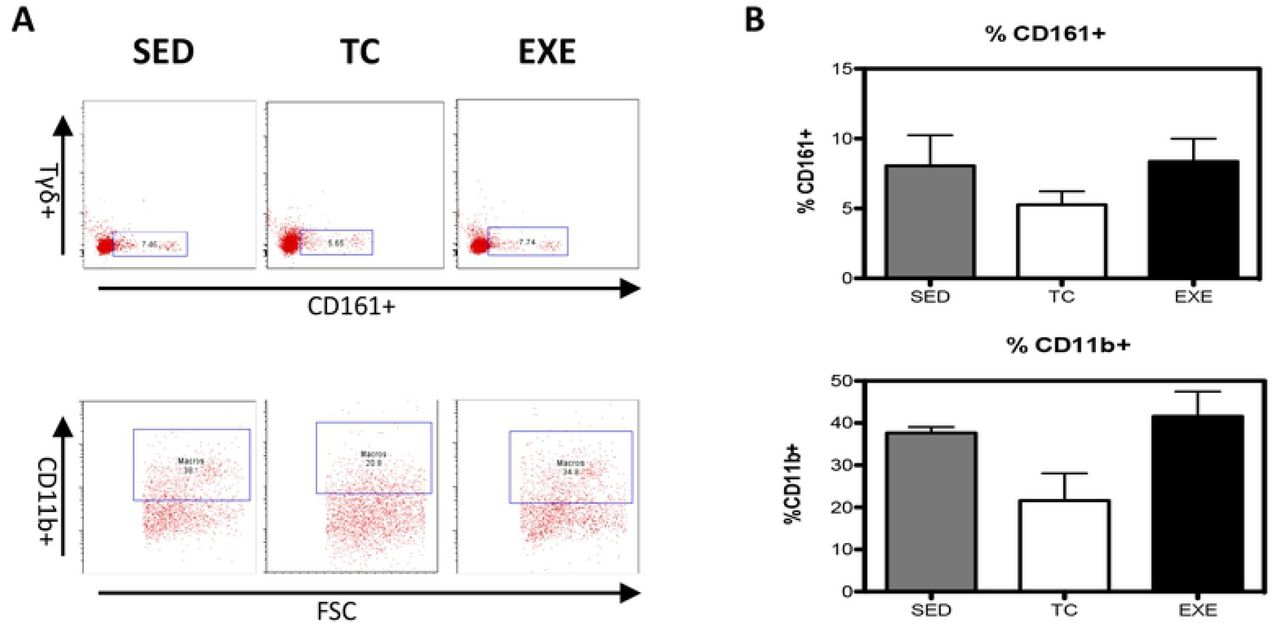 Changes in the composition of splenocyte populations related to the innate immune response.(A) Representative dot plot of the cytometric analysis of the subpopulation percentages. (B) Determination of splenocyte subpopulations from the innate immune response one day after being exposed to each condition in the different groups: SED, TC and EXE; data from 4 independent experiments are expressed as mean ± SE. No subpopulation showed statistically significant changes: Natural killer cells (ANOVA, p=0.0683, n=10), and Macrophages (ANOVA, p=0.0273, n=10).
