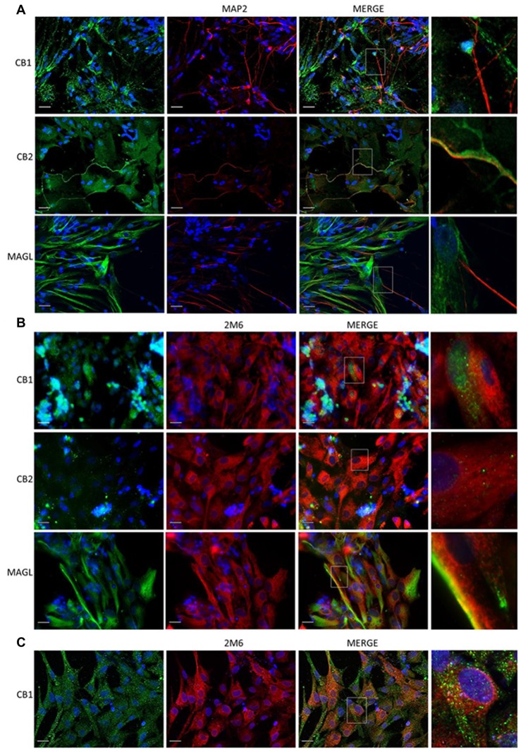 Expression of cannabinoid markers in primary retinal cell in cultures. Expression of CB1, CB2 and MAGL in mixed cultures of avian retina cells, displaying neurons and glia prepared from 8-day old embryos (E8), as described. In (A), CB1, CB2, MAGL (all in green) and MAP2 (red) as a specific neuronal marker. In (B), expression of CB1, CB2, MAGL (green) and 2M6 (red) as a selective glial marker for Müller cells. In (C), purified culture of Müller cells show expression of CB1 (green). Scale bar of 20 μm, all images were obtained with 40× magnification in a fluorescence microscope with ApoTome software. N = 5.
