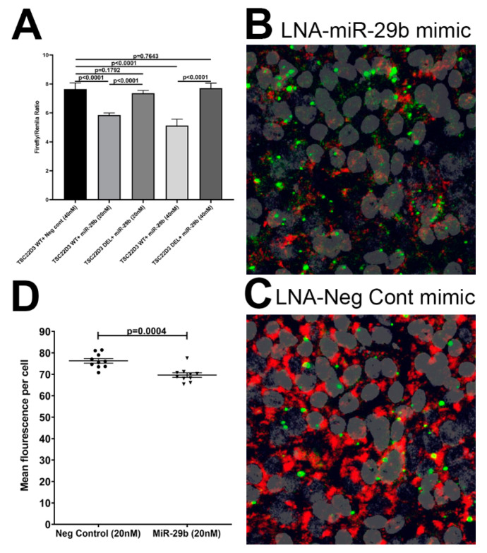 TSC22D3 is a direct target of miR-29b. Luciferase reporter vectors containing a single highly conserved miR-29b (A) binding site (seed nucleotide region) on the rhesus macaque TSC22D3 mRNA 3′ UTR or the corresponding construct with the binding sites deleted were co-transfected into HEK293 cells with 20 or 40 nM miR-29b or Negative control mimic. Firefly and Renilla luciferase activities were detected using the Dual-Glo luciferase assay system 96 h after transfection. Note significantly reduced Firefly/Renilla ratios following co-transfection of miR-29b mimic with a pmirGLO vector containing wild-type (WT) miRNA binding sites (A). Luciferase reporter assays were performed thrice in six replicate wells. Representative immunofluorescence images (B,C) and quantification (D) showing reduction in TSC22D3 protein expression 96 h post transfection of A549 cells in triplicate wells with LNA-conjugated FAM labeled miR-29b (B) or negative control (C) mimics. miR-29b overexpression followed by immunofluorescence detection of TSC22D3 protein was performed twice in triplicate wells. Firefly/Renilla ratios were analyzed using one-way ANOVA followed by Tukey’s post hoc test. Western blot densitometry data were analyzed using unpaired “t” test. A p value of ≤0.05 was considered significant.