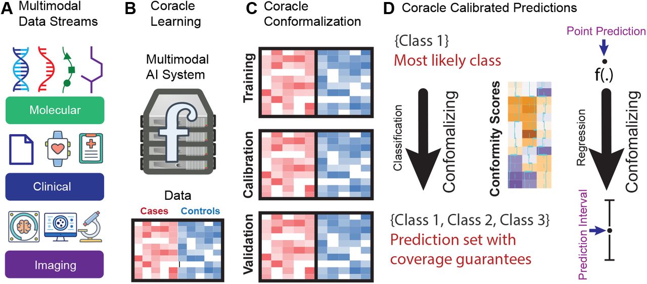 Overview of the Coracle framework for uncertainty-aware multimodal learning.(A) Multimodal data streams from molecular, clinical, and imaging sources serve as complementary inputs. (B) Coracle learning integrates heterogeneous data views through a unified multiview framework with sequential training, calibration, and validation phases. The predictive function f is intentionally left unspecified, allowing it to represent any multimodal learning architecture (e.g., early, intermediate, or late fusion; deep or shallow models), which makes the framework model-agnostic and broadly applicable. (C) Coracle conformalization applies conformal prediction using a held-out calibration set to compute conformity scores that quantify predictive uncertainty. (D) Coracle calibrated predictions produce uncertainty-aware outputs, including classification prediction sets and regression prediction intervals with finite-sample coverage guarantees.
