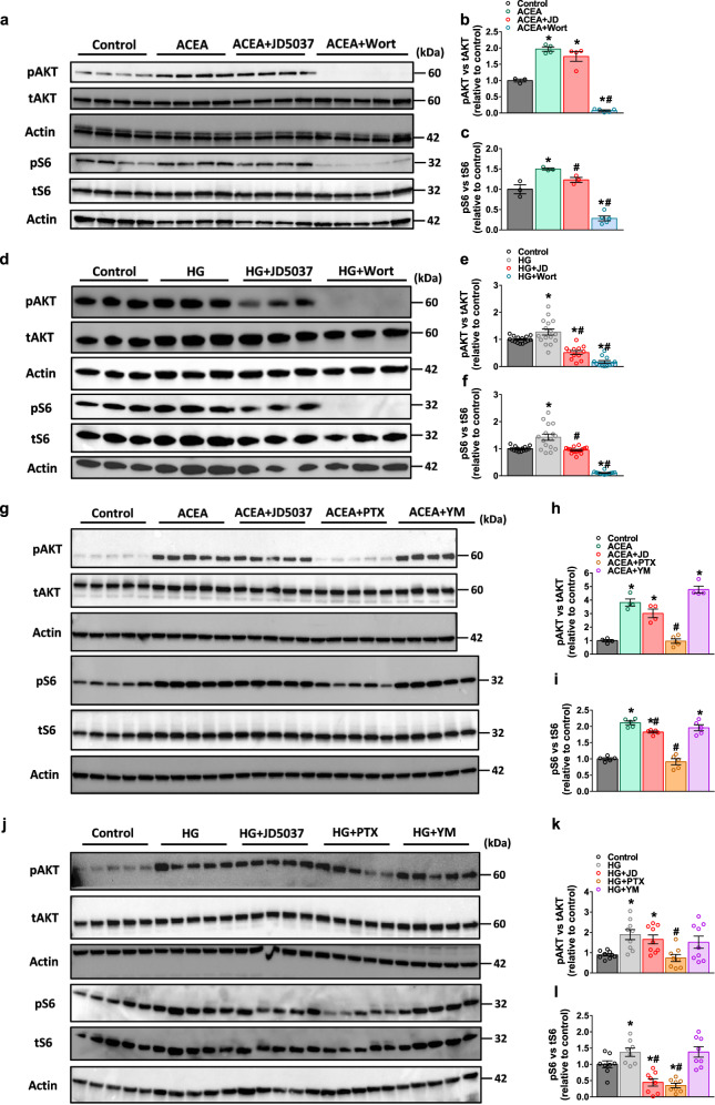 CB1R modulates mTORC1 via a Gi-PI3K-dependent signaling pathway.a–c Representative immunoblots for pAKT and pS6 in primary hRPTCs treated with or without ACEA (10 μM), ACEA + JD5037 (100 nM) or ACEA + Wortmannin (500 nM) for 1 h. For b, n = 3 for Control group, n = 4 for ACEA and ACEA + JD5037 groups, n = 5 for ACEA + Wort group. For c, n = 3 for Control, ACEA and ACEA + JD5037 groups, n = 5 for ACEA + Wort group (*P < 0.0116, #P < 0.0141). d–f Representative immunoblots for pAKT and pS6 in primary hRPTCs treated with or without HG (30 mM), HG + JD5037 (100 nM) or HG + Wortmannin (500 nM) for 1 h. For e, n = 15 for Control group, n = 16 for HG group and n = 12 for HG + JD5037 and HG + Wort groups. For f, n = 15 for Control group, n = 16 for HG group and n = 12 for HG + JD5037 and HG + Wort groups (*P < 0.0307, #P < 0.0003). g–i Representative immunoblots for pAKT and pS6 in primary hRPTCs treated with or without ACEA (10 μM), ACEA + JD5037 (100 nM), ACEA + Pertussis toxin (100 ng/mL) or ACEA + YM254890 (1 μM) for 1 h. For h, n = 4 for Control, ACEA, ACEA + JD and ACEA + YM groups, n = 5 for ACEA + PTX group. For i, n = 8 per group (*P < 0.0009, #P < 0.0025). j–l Representative immunoblots for pAKT and pS6 in primary hRPTCs treated with or without HG (30 mM), HG + JD5037 (100 nM), HG + Pertussis toxin (100 ng/mL) or HG + YM254890 (1 μM) for 1 h. For k, n = 9 for Control, HG, HG + JD and HG + YM groups, n = 8 for ACEA + PTX group. For l, n = 8 per group (*P < 0.0422, #P < 0.0020). Data represent the mean ± SEM and were analyzed by One-way ANOVA followed by Tukey test (one-sided). *P < 0.05 relative to the corresponding control group. #P < 0.05 relative to the ACEA- or HG-treated group. Source data are provided as a Source Data file.