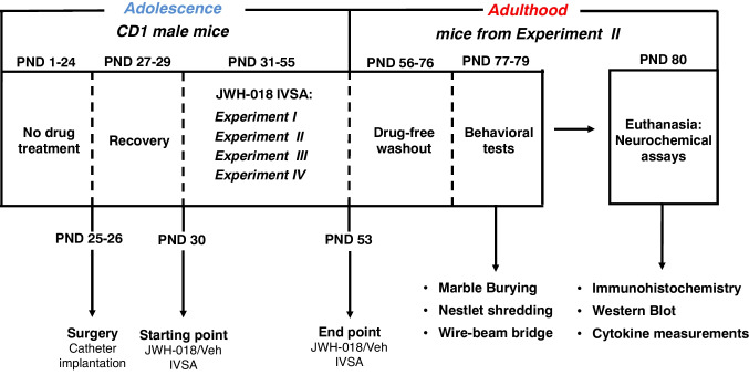 Overall experimental design. Groups of male CD1 mice studied by different experimental procedures, during adolescence and adulthood. IVSA, intravenous self-administration; PND, postnatal day. JWH-018 IVSA: Experiment I (n = 8 per group); Experiment II (JWH-018 n = 10; Veh n = 15); Experiment III (n = 7); Experiment IV (n = 5). Behavioral tests: marble burying and nestlet shredding (n = 5 per group); wire-beam bridge (n = 5 per group). Neurochemical assays: immunohistochemistry (n = 5 per group); Western Blot and cytokine measurements (JWH-018 n = 5; Veh n = 10)