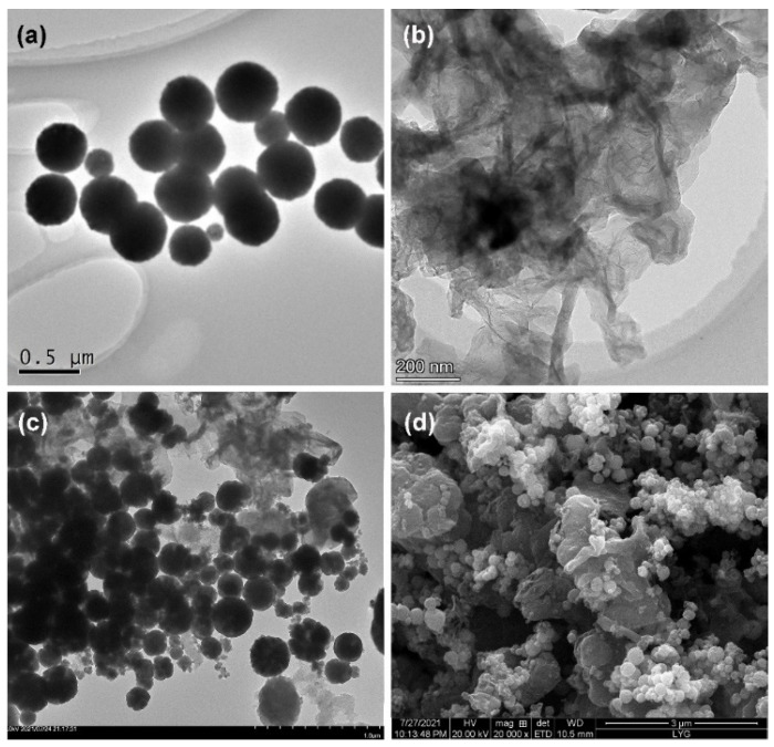 TEM images of (a) Fe3O4, (b) GN, and (c) Fe3O4-NH2-GN. (d) SEM image of Fe3O4-NH2-GN.