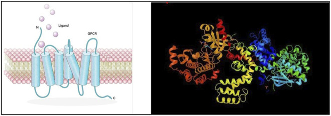 Left panel shows an illustration of a G protein-coupled receptor (GPCR) embedded in a lipid bilayer with a labeled ligand approaching the receptor, while the right panel displays a ribbon diagram of a protein structure rendered in multiple colors against a black background.