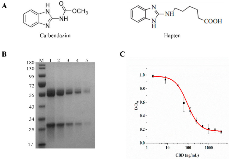 (A) CBD and CBD hapten. (B) Gel electrophoresis of anti-CBD mAb (lane M: protein marker; lane 1–5: different concentrations of anti-CBD mAb). (C) Inhibition curve of anti-CBD mAb to CBD.
