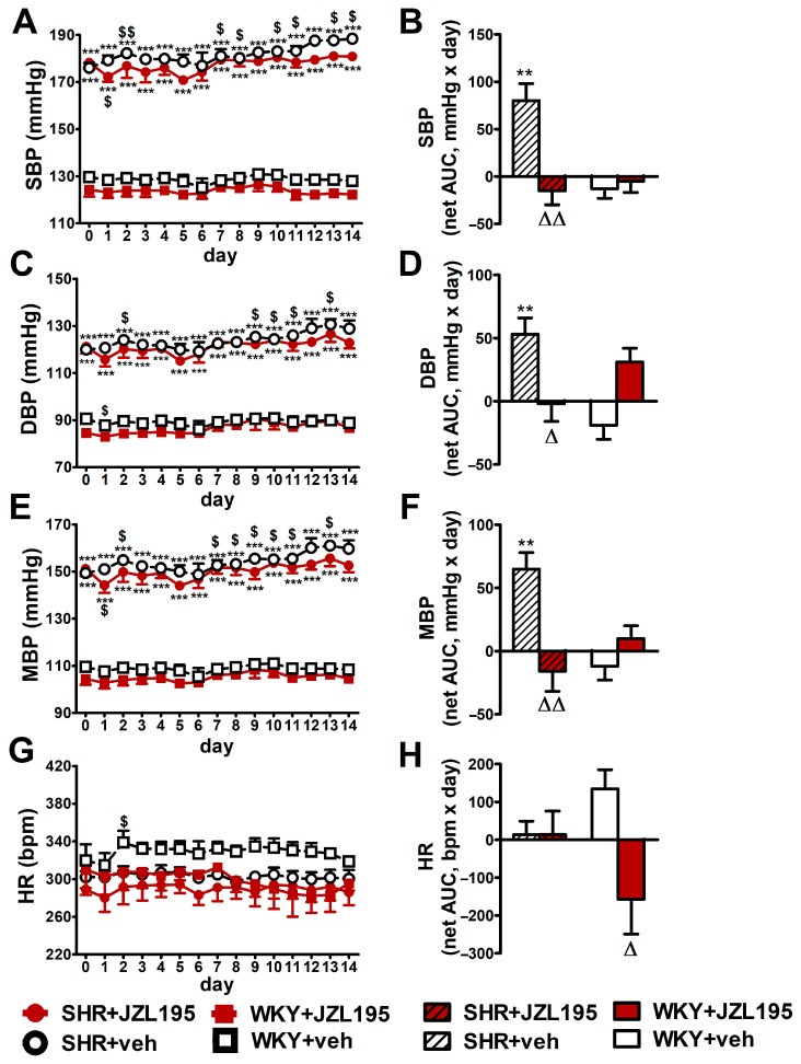 Influence of chronic administration of JZL195 (10 mg/kg, once daily, for 14 days) or its vehicle on systolic blood pressure (SBP; (A,B)), diastolic blood pressure (DBP; (C,D)), mean blood pressure (MBP; (E,F)) and heart rate (HR; (G,H)) in spontaneously hypertensive rats (SHR) and normotensive Wistar Kyoto rats (WKY). Parameters were measured continuously, radiotelemetrically in unrestrained rats and averaged to give daily values. Data are expressed as the means ± SEM of the daily values (A,C,E,G) or net area under the curve (net AUC; (B,D,F,H)) of 5–6 rats per group; ** p < 0.01; *** p < 0.001 vs. normotensive control (WKY + veh); Δ p < 0.05; ΔΔ p < 0.01 vs. respective vehicle group; $ p < 0.05; $$ p < 0.01 vs. day 0.