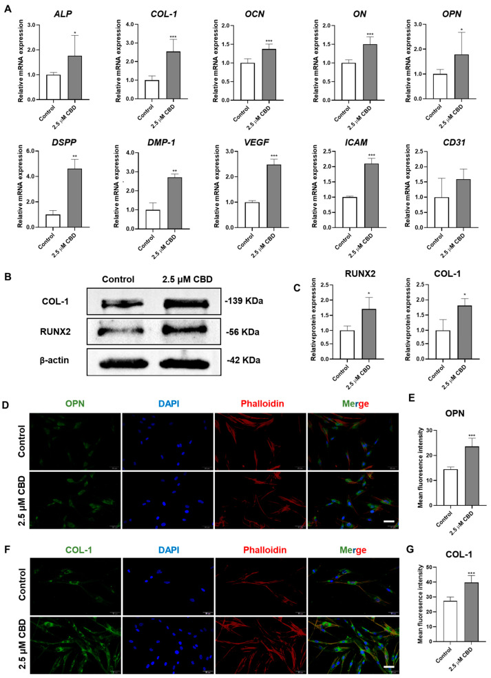 CBD upregulates the expression of osteogenic/odontogenic and angiogenic markers in DPSCs. (A) mRNA level expression pattern of osteogenic/odontogenic and angiogenic markers in DPSCs. (B,C) Western blot analysis and quantification of COL−I and RUNX2 at day 14. Immunohistochemistry analysis of OPN (D,E) and COL−I (F,G) expression in DPSCs at day 3. Scale bar: 50 μm. Significant effect of the treatment compared to the control group, * p < 0.05, ** p < 0.01, and *** p < 0.001.