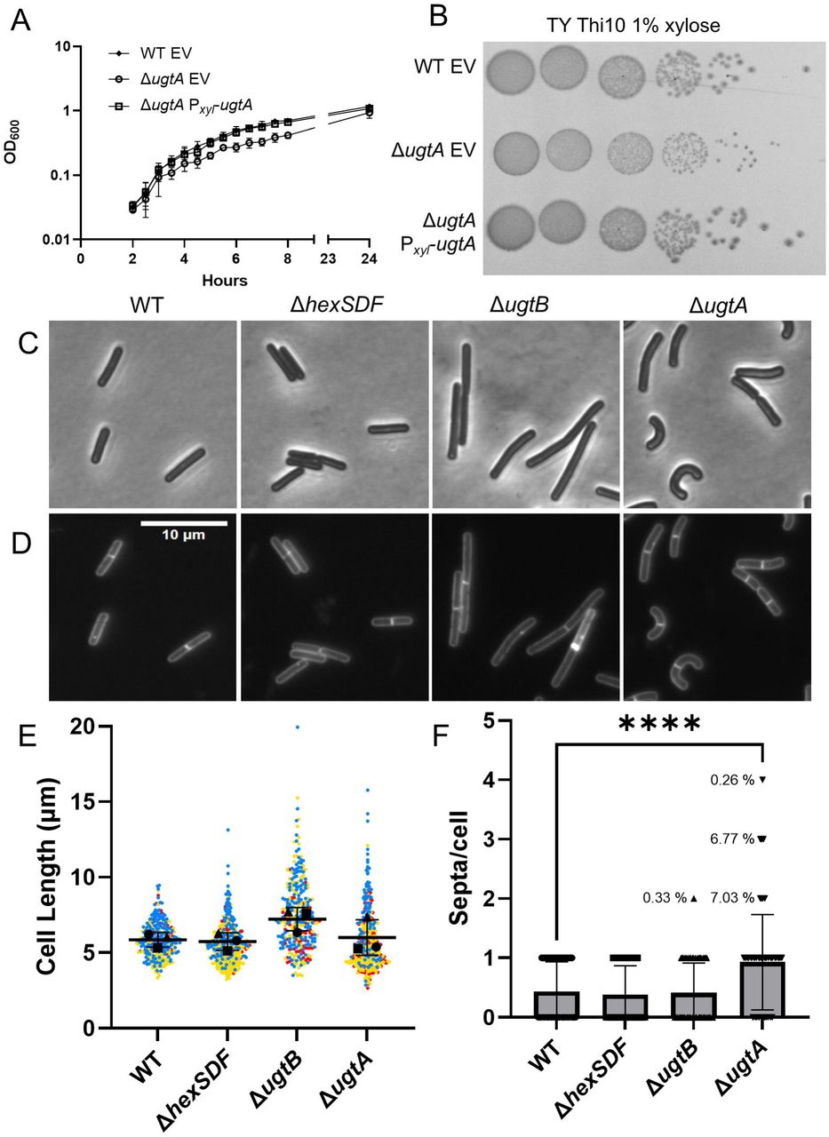 Loss of glycolipids decreases sporulation frequency, alters colony morphology in the presence of taurocholate, and increases membrane fluidity. A) Sporulation frequency of WT, ΔhexSDF, ΔugtB, and ΔugtA. 10-fold dilutions of overnight cultures of WT EV, ΔugtA EV, and ΔugtA Pxyl-ugtA grown in BHIS Thi10 were plated on B) BHIS Thi10 1% xylose and C) BHIS Thi10 1% xylose 0.1% TCA. D) Relative membrane fluidity of WT EV, ΔugtA EV, and ΔugtA Pxyl-ugtA normalized to WT EV. Strains carrying a plasmid were induced with 1% xylose to express elements of interest. Data are graphed as the mean and standard deviation from three replicates. Statistical significance was assessed by one-way analysis of variance using Dunnett’s multiple-comparison test. ** p < 0.01, * p < 0.05.