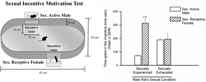 Sexual incentive motivation is measured as the time spent by the male rat in the incentive zones of the sexually receptive female (dashed bars) or the male (empty bars), in control sexually experienced (n = 12) and in sexually satiated male rats (n = 12). Data in the graph are expressed in seconds (s) as mean ± SEM. A statistically significant difference was found in the sexually experienced males in the time spent in each of the incentive zones. Mann-Whitney U test, ***P < 0.001. The features of the apparatus used to evaluate sexual incentive motivation are depicted on the left side of the figure.