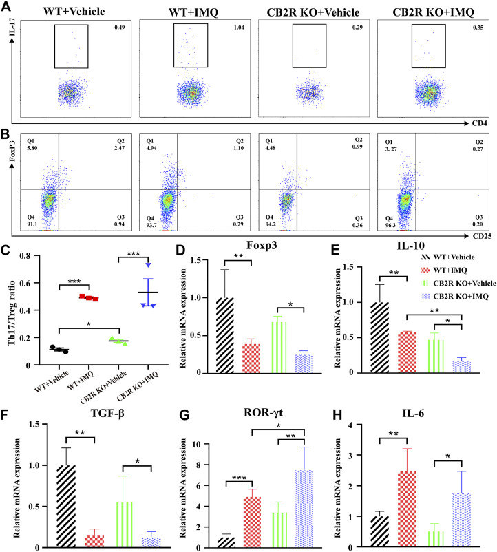 Effects of CB2R deficiency on differentiation proportion of Th17/Treg in IMQ-induced PsD. (A) Flow cytometric analysis of the proportion of Th17 cells (CD4+, IL-17A+ cells) in single cell suspensions of spleen of IMQ- and vehicle- treated skin in WT and CB2R KO mice. (B) Flow cytometric analysis of the proportion of Treg cells (CD4+, CD25+, and Foxp3+ cells) in single cell suspensions of spleen of IMQ- and vehicle- treated skin in WT and CB2R KO mice. (C) The ratio of Th17/Treg cells. (D-H) The mRNA expression levels of Foxp3 (D), IL-10 (E), TGF-β (F), ROR-γt (G), IL-6 (H). Error bars represent mean ± SD. *p < 0.05, **p < 0.01, and ***p < 0.001 when compared.