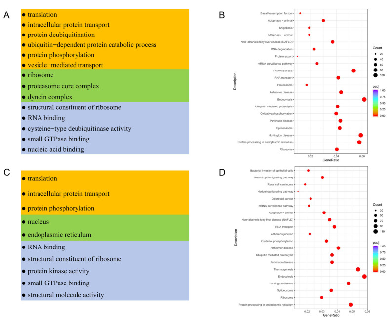 Functional enrichment analysis of different types of testicular somatic cells. (A) GO analysis of DEGs in Sertoli cells. (B) KEGG analysis of DEGs in Sertoli cells. (C) GO analysis of DEGs in myoid/stromal cells. (D) KEGG analysis of DEGs in myoid/stromal cells.