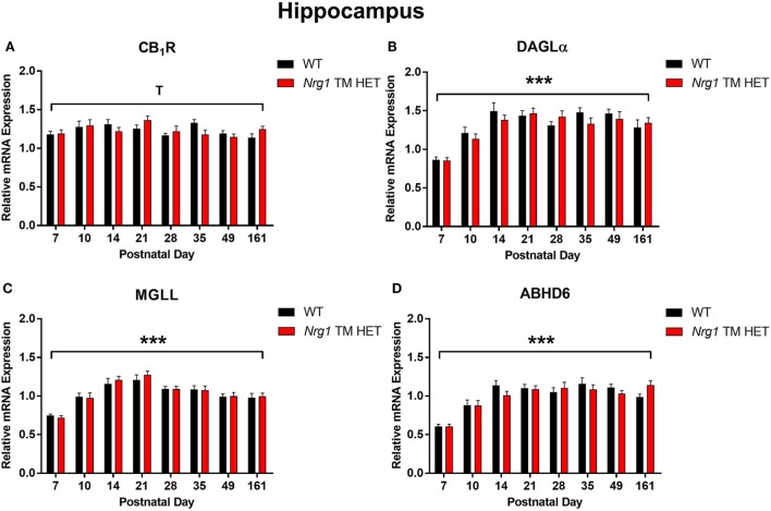 Endocannabinoid mRNA expression in hippocampus of heterozygous transmembrane domain Nrg1 mutant mice (Nrg1 TM HET mice) and wild type (WT)-like controls. Expression of mRNA for (A) CB1 receptor (CB1R), (B) diacylglycerol lipase alpha (DAGLα), (C) monoglycerol lipase (MGLL), and (D) α/β-hydrolase domain-containing 6 (ABHD6) was determined by quantitative polymerase chain reaction [y-axis, mean (±SEM) expression normalized to the geometric mean of three reference genes] and plotted by postnatal day. Main effects of “age” are indicated on graphs by asterisks (***p < 0.001); trends for effects of age are indicated by “T” (Tp = 0.06).