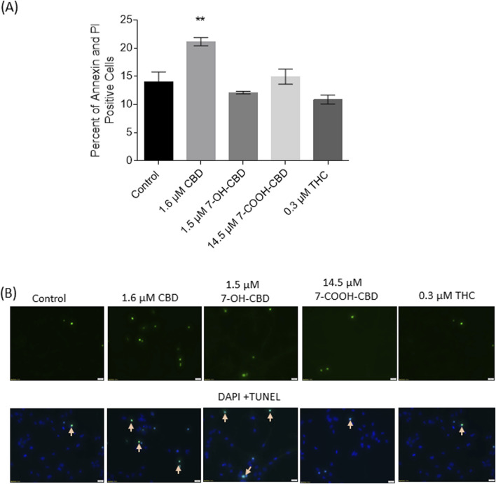 Cell death detected by Annexin V-PI staining and TUNEL assay. (A) Twenty-four-hour exposure to 1.6 µM CBD significantly elevated the number of both Annexin V+ and PI+ cells. (B) Images of TUNEL assay showed the drugs-induced apoptotic cells (indicated by arrows). **P < 0.01, compared with the control, n = 3. The experiment was repeated three times independently.