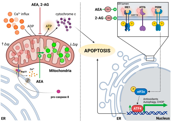 Endocannabinoid dysregulation of mitochondria and ER signaling. AEA and 2-AG block the production of ATP and prevent the Ca2+ influx into mitochondria, which may have been dispensed from the ER lumen following Fis1-Bap31 stimulation by pro-caspase 8. AEA promotes mitochondrial membrane depolarization (decreased J-aggregates in red; increased J-monomers in green), thus lowering the electrochemical driving force required for ATP production and priming the mitochondrion for apoptosis. 2-AG promotes the upregulation and localization of GRP78 to UPR-associated receptors, including IRE1, ATF6, and PERK, and promotes the upregulation of ATF4, a transcription factor that promotes the transcription of CHOP and genes related to autophagy and antioxidant production. AEA activates all major branches of the UPR and also upregulates CHOP in a PERK-mediated manner. AEA and 2-AG have been postulated to exert their ER-stress-mediated effects through CB1 and CB2, respectively. Left panel: arrows indicate either mitochondrial functions or procaspase 8 activation and its downstream effects associated with apoptosis induction. Right panel: arrows indicate downstream transcriptional upregulation of ATF4 following UPR activation by AEA and 2-AG, which lead to apoptosis. Created with Bio Render.com. Accessed on 14 May 2023.