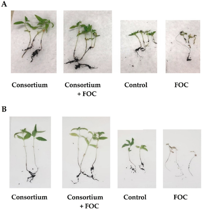 Comparison of experimental units obtained for pre-emergence (A) and post-emergence (B) experiments. In the figure: FOC, Fusarium oxysporum f. sp. cannabis.