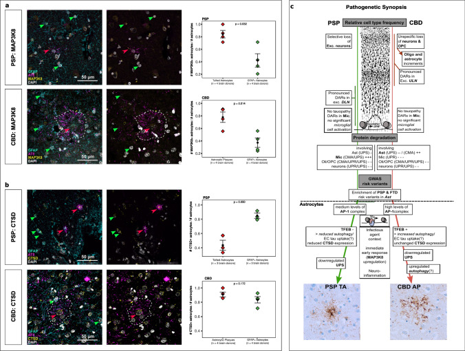 TF target gene validation and synopsis of pathogenesis. a Immunofluorescent staining analysis showing 4-channels merge (GFAP, AT8, MAP3K8, DAPI) and 3-channels merge (AT8, MAP3K8, DAPI) of PSP (upper row) and CBD (lower row) MFG. Arrowheads mark GFAP + (green) and AT8 + (red) astrocytes. Boxplots depicting fractions of GFAP + MAP3K8 + astrocytes over GFAP + astrocytes compared with the fractions of AT8 + MAP3K8 + astrocytes over AT8 + astrocytes. Statistics were calculated using a two-tailed paired t-test with p values as indicated. b Immunofluorescent staining analysis showing 4-channels merge (GFAP, AT8, CTSD, DAPI) and 3-channels merge (AT8, CTSD, DAPI) of PSP (upper row) and CBD (lower row) MFG. Arrowheads mark GFAP + (green) and AT8 + (red) astrocytes. Boxplots depicting fractions of GFAP + CTSD + astrocytes over GFAP + astrocytes compared with the fractions of AT8 + CTSD + astrocytes over AT8 + astrocytes. Plot structure equal to a. c Concept of epigenetic contribution to the pathogenesis in the primary 4R tauopathies PSP and CBD. The upper half summarizes global findings of this study, while the lower half focuses on changes assigned to astrocytes. Differences in neuronal cell loss were observed and mirrored by prominent DAR-patterns in different neuronal subclusters. Protein degradation was induced in Mic in PSP, while Ast served this role in CBD. PSP and FTD-associated risk variants were exclusively enriched in Ast. Focusing on the latter glia type, disease-specific molecular patterns comprising regulators of the immediate early response, autophagy, and UPS delineate differential pathogenetic signatures. The histological illustration of the neocortex was modified from https://commons.wikimedia.org/wiki/File:Cajal_cortex_drawings.png. AP astrocytic plaque, CMA chaperon-mediated autophagy, CTSD Cathepsin D, DAR differentially accessible region, Dis.Ent. disease entity, EC extracellular, Exc. DLN excitatory deep-layer neurons, Exc. ULN excitatory upper-layer neurons, FDR false discovery rate, GO gene ontology, MAP3K8 Mitogen-activated protein 3 kinase 8, Mic microglia, ML machine learning, Oli oligodendrocytes, OPC oligodendrocytic precursor cells, TA-RAP tufted astrocyte-associated regulon activity profile, TF(ME) transcription factor (motif enrichment), UPS ubiquitin–proteasome-system, UPR unfolded-protein-response