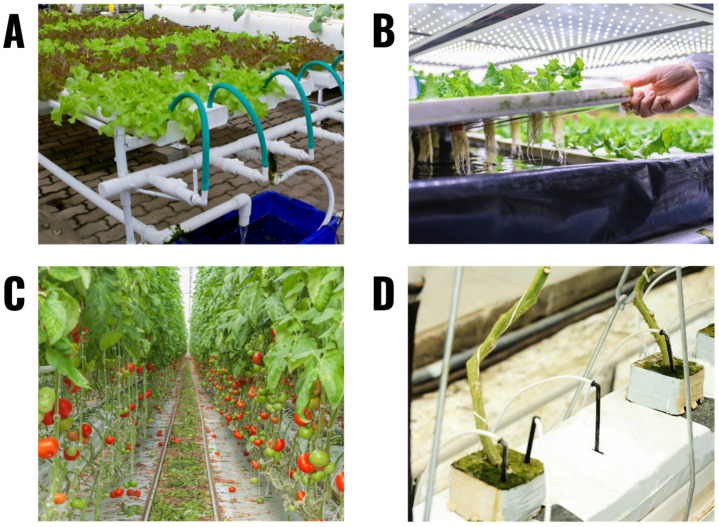 Examples of commercial or research hydroponic systems. (A) A small NFT system growing lettuce. (B) An indoor deep water culture system growing lettuce. (C) A tomato greenhouse using drip irrigation. (D) A close up of the drip irrigation system used in the tomato greenhouse. The tomato plants in this system are growing in rockwool cubes placed upon rockwool slabs.