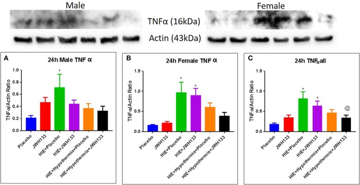 Western blots and densitometry graphs of “Tumor necrosis factor α” (TNF α) in rat brain at 24 h after HI. (A) TNF α levels in male pups at 24 h. (B) TNF α levels in female pups at 24 h. (C) Mean TNF α levels of both male and female pups combined. Actin was used as a loading control. *P < 0.05 vs. placebo; @P < 0.05 vs. HIE + placebo.