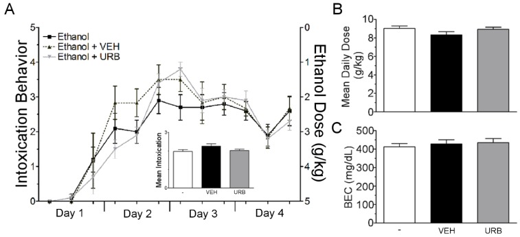 Binge parameters for neuroprotection study. Rats received ethanol according to a modified Majchrowicz binge model and were co-administered nothing (n = 10), vehicle (n = 6) or URB597 (0.3 mg/kg, n = 10) every 12 h starting after the third dosing of ethanol or control diet. (A) Ethanol intoxication was assessed prior to each ethanol dosing according to the behavioral intoxication scale described in the methods. Vehicle and URB579 had no effect the intoxicating effects of ethanol over the 4 days of binge treatment (left axis) and the mean intoxication for each group was similar (inset). Ethanol dosing across binge treatment was also similar between groups (right axis). (B,C) Mean daily dose and blood ethanol concentrations were not different between drug treatment groups Vehicle (VEH); URB597 (URB597); blood ethanol concentration (BEC).