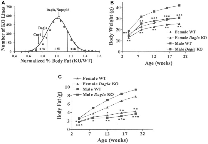 Chow-fed Dagla KO mice are lean. (A) Histogram of normalized% body fat for 3,651 knockout lines maintained on chow diet. Body composition analyses performed by DEXA on 14-week-old male mice fed chow diet from weaning were used to calculate normalized % body fat for each knockout line as described in Materials and Methods. The mean normalized % body fat value was 1.08 ± 0.15; the distribution was normal based on Kolmogorov–Smirnov testing (P < 0.01). Solid points indicate actual numbers of knockout lines. Curved line shows the calculated curve; the range for 1 and 2 SD from the mean are indicated by lines located below the curve, and values for Cnr1, Dagla, Daglb, and Napepld KO mice are indicated by lines shown above the curve. (B) Time course for body weight of chow-fed Dagla KO mice and their WT littermates. (C) Time course for body fat measured by QMR of chow-fed Dagla KO mice and their WT littermates. For each data point in (B,C), N = 7–15 mice. KO mice different from WT mice of the same age and gender, *P < 0.05, **P < 0.01, ***P < 0.001.