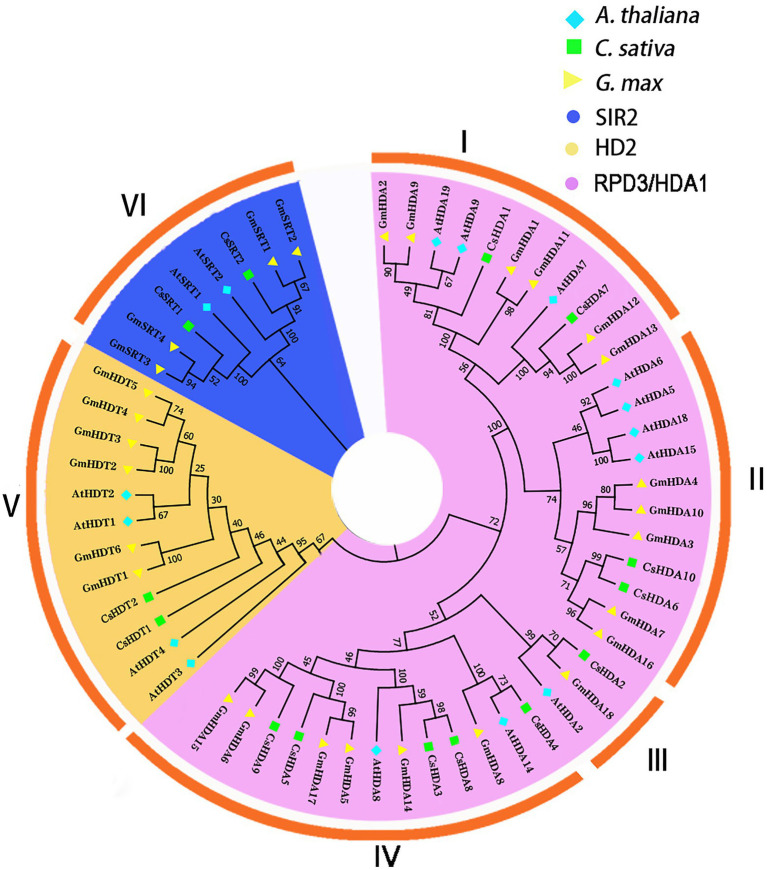 An unrooted phylogenetic tree was constructed with the HDAC domain amino acid sequences of Arabidopsis thaliana, Cannabis sativa, and Glycine max. A neighbor-joining tree was constructed using MEGA7 with 1,000 bootstrap replicates. The tree was divided into six groups that contained the RPD3/HDA1, SIR2, and HD2 subfamilies (I–IV: RPD3/HDA1; V: HD2; and VI: SIR2). The blue rhombus represents A. thaliana; the green square indicates C. sativa; and the yellow triangle represents G. max. The purple background shows the SIR2 subfamily; the yellow background refers to the HD2 subfamily; and the blue background represents the RPD3/HDA1 subfamily.