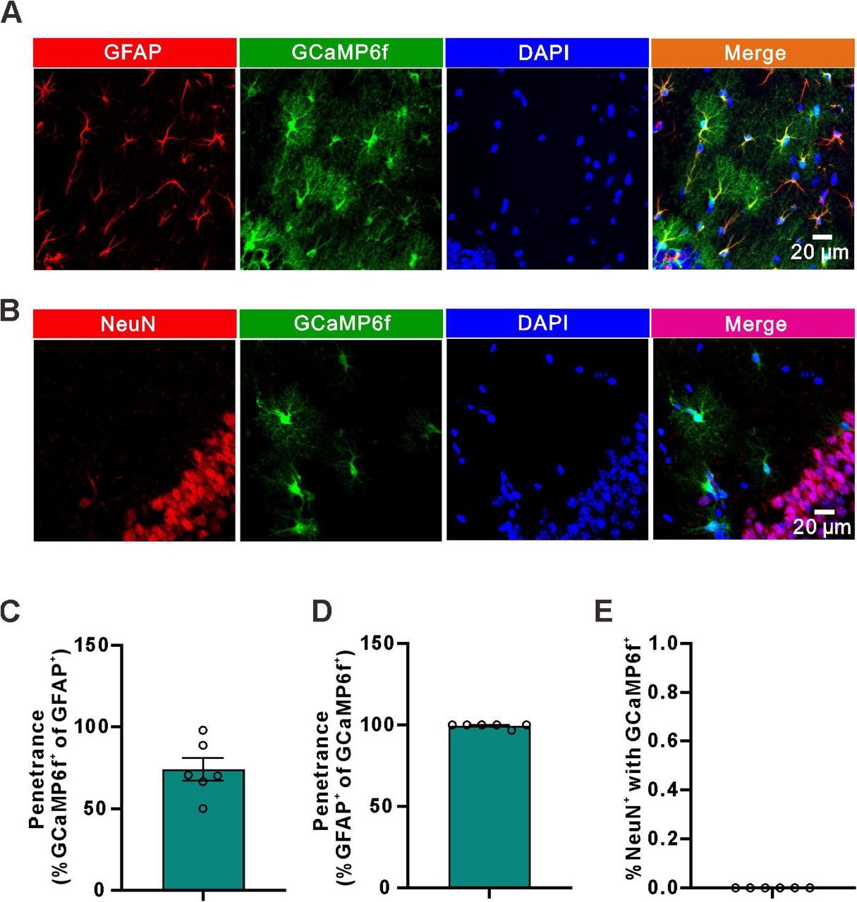 Impaired hippocampus-dependent long-term memory in γCaMKII knockdown mice.(A) Upon: superimposed representative averaged EPSPs recorded 10 min before (dark traces) and 35-45 min after (red traces) LTP induction in the WT group; middle: superimposed representative averaged EPSPs recorded 10 min before (dark traces) and 35-45 min after (red traces) LTP induction in the AAV-mDLx-scramble shRNA group; below: superimposed representative averaged EPSPs recorded 10 min before (dark traces) and 35-45 min after (red traces) LTP induction in the AAV-mDLx-γCaMKII shRNA group.(B) Normalized slope before and after the TBS stimulation protocol in the control, scramble shRNA and γCaMKII shRNA groups.(C) The summary data measured 35-45 min after LTP induction (Control: 196±21.56, n=12 slices from 5 mice; γCaMKII shRNA: 121.3±10.64, n=14 slices from 6 mice; scramble shRNA: 199.6±21.42, n=11 slices from 5 mice; p=0.0040, F(2, 34)=6.527, ANOVA with Dunnett’s comparison).(D) Schematic illustration of the experimental design for contextual and cued fear conditioning test, indicating the timeline of the experimental manipulations.(E) The freezing responses was measured in context A before training in WT, bilaterally injected γCaMKII shRNA and scramble shRNA mice (Control: 17.5±2.975, n=10 mice; γCaMKII shRNA: 20.9±2.275, n=15 mice; scramble shRNA: 20.29±2.341, n=15 mice; p=0.6378, F(2, 37)=0.4553, ANOVA with Dunnett’s comparison).(F) The freezing responses were measured 24 h after training in WT, bilaterally injected γCaMKII shRNA and scramble shRNA mice (Control: 52.4±6.695, n=10 mice; γCaMKII shRNA: 30.64±4.574, n=15 mice; scramble shRNA: 49.27±4.899, n=15 mice; p=0.0105, F(2, 37)=5.170, ANOVA with Dunnett’s comparison).(G) The freezing response were measured 28 h after training in WT, bilaterally injected γCaMKII shRNA and scramble shRNA mice (Pre Control: 19.5±2.171, n=10 mice; Pre γCaMKII shRNA: 25.01±3.016, n=15 mice; Pre scramble shRNA: 21.94±3.519, n=15 mice; p=0.4986, F(2, 37)=0.7093, ANOVA with Dunnett’s comparison; Tone 1 Control: 57.9±5.153, n=10 mice; Tone 1 γCaMKII shRNA: 56.09±3.319, n=15 mice; Tone 1 scramble shRNA: 55.32±3.368, n=15 mice; p=0.9002, F(2, 37)=0.1055, ANOVA with Dunnett’s comparison; Tone 2 Control: 59.75±3.825, n=10 mice; Tone 2 γCaMKII shRNA: 60.95±3.482, n=15 mice; Tone 2 scramble shRNA: 60.34±4.485, n=15 mice; p=0.9802, F(2, 37)=0.01996, ANOVA with Dunnett’s comparison).