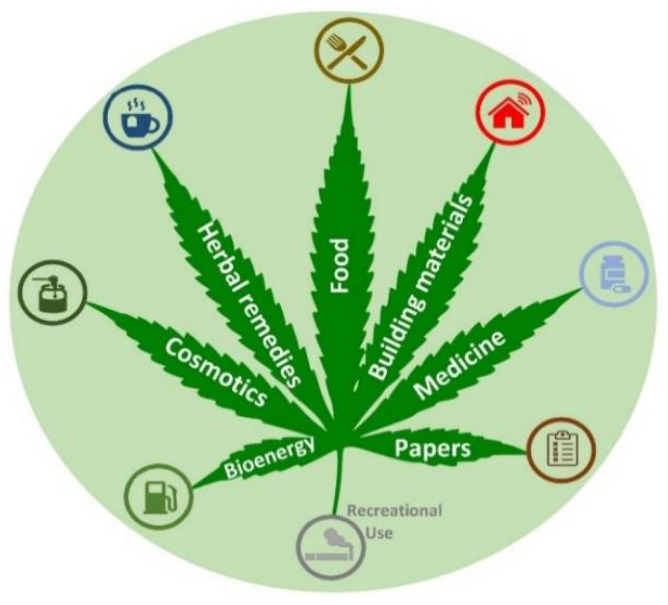 A schematic representation of different pharmacological and industrial applications of cannabis.