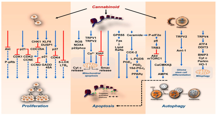 Cannabinoids’ mechanisms on cancer cells [48].