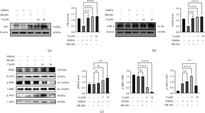 (a) Effect of the molecule (9) on CB1 expression in NMDA-induced toxicity. Representing immunoblots depicting the increase in CB1 expression on treatment of molecule (9). (b) Effect of the molecule (9) on NRF-2 expression in NMDA-induced toxicity. Representing immunoblots depicting the increase in NRF-2 expression on treatment of molecule (9). (c) Effect of the molecule (9) on p-PI3K, p-ERK1/2, and p-Akt expression in differentiated N2a cells against NMDA-induced toxicity. Representing immunoblots depicting their expression pattern on treatment of molecule (9). Data represent an average of three independent experiments. Statistical significance was determined using one-way ANOVA analysis followed by Dunnett's post hoc test with ∗p < 0.05, ∗∗p < 0.01, ∗∗∗p < 0.001, ∗∗∗∗p < 0.0001, ns = nonsignificant.