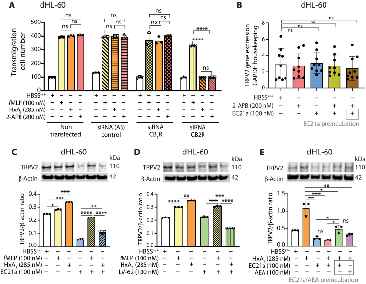 TRPV2 activity and expression is regulated by CB2R.(A) Migration of dHL-60 cells induced by 100 nM fMLP, 285 nM HxA3, or 200 nM of the TRPV channel agonist 2-APB compared to the control buffer addition (HBSS+/+) following 6 days of siRNA treatments targeting CB1R or CB2R. (B) qPCR of TRPV2 in dHL-60 cells after 15 min treatment with 2-APB, EC21a, both, or preincubation with EC21a, followed by 2-APB, compared to glyceraldehyde-3-phosphate dehydrogenase (GAPDH) as housekeeping gene. Total cellular protein expression of TRPV2 in dHL-60 cells (1 × 106) after treatment with 100 nM fMLP or 285 nM HxA3, with or without 100 nM CB2R agonists (C) EC21a (positive CB2R allosteric modulator) or (D) LV-62 (the orthosteric CB2R agonist) compared to HBSS+/+. (E) Total cellular TRPV2 protein after 15-min treatment with 285 nM HxA3 with and without 100 nM EC21a compared to dHL-60 pretreated for 15 min with CB2R agonists EC21a or arachidonoyl ethanolamine (AEA), followed by 15-min treatment with HxA3 and HBSS+/+. Representative Western blots and averaged band densities as means ± SEM for at least three independent experiments (n = 3). Statistical analysis performed by one-way ANOVA with Bonferroni correction for multiple comparisons. ****P < 0.0001; ***P < 0.001; **P < 0.01; *P < 0.05; ns, P > 0.05.