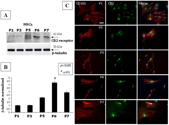 CB2 expression level in hMSCs increases with their maturation.(A) Western Blot experiment and (B) the relative quantification for CB2 receptor expression in total MSC lysates from different passages normalized with respect to β-tubulin reveal a significant increase of the protein levels at P5 with a maximal expression at P6. Data are represented as a mean ± SD from three different assays. A t-test has been used for statistical analysis. p<0.05 was considered statistically significant. (C) A positive staining for the specific mesenchymal CD105 marker (in red) and an increased CB2 receptor expression from passage P1 to P7 (in green) is highlighted by immunocytochemistry analysis. Scale bar 50 = 50 microns.