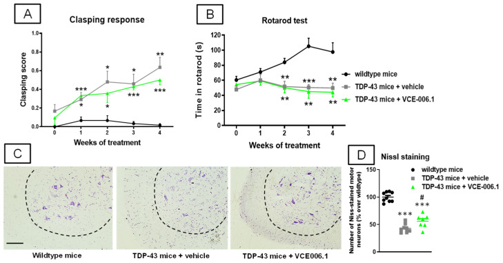Clasping response (A) and rotarod performance (B) analyzed TDP-43 transgenic and wild-type male mice at specific weeks during a chronic treatment of 30 days with VCE-006.1 (20 mg/kg, daily and i.p.) or vehicle, and quantification of the number of Nissl-stained motor neurons (D), including representative images ((C); scale bar = 100 µm), in the lumbar ventral horn (marked with a dotted line) of the spinal cord in all experimental groups after the chronic treatment. Values are means ± SEM of more than 6 animals per group. Behavioral data were assessed by two-way ANOVA (with repeated measures), whereas Nissl staining data were assessed by one-way ANOVA, in both cases followed by the Tukey test (* p < 0.05, ** p < 0.01, *** p < 0.005 vs. wild-type mice; # p < 0.05 vs. TDP-43 mice treated with vehicle).