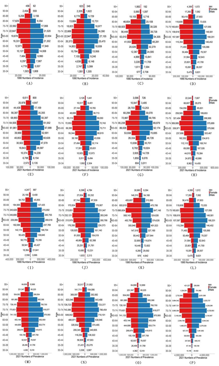 Gender differences in incidence and prevalence numbers of AF/AFL. Comparison of of the number incidence and prevalence of AF/AFL in males and females of different age groups in China, South-East Asia Region, European Region and Global in 1990 and 2021 (The X-axis represent numbers. The Y-axis represents age groups. Bar charts denote crude statistical quantities, with red for females and blue for males): (A) 1990 number of incidence in China; (B) 1990 number of incidence in South-East Asia Region; (C) 1990 number of incidence in European Region Mortality; (D) 1990 number of incidence in Global; (E) 2021 number of incidence in China; (F) 2021number of incidence in South-East Asia Region; (G) 2021 number of incidence in European Region; (H) 2021 number of incidence in Global; (I) 1990 number of prevalence in China; (J) 1990 number of prevalence in South-East Asia Region; (K) 1990 number of prevalence in European Region; (L) 1990 number ofprevalence in Global; (M) 2021 number ofprevalence in China; (N) 2021 number of prevalence in South-East Asia Region; (O) 2021 number of prevalence in European Region; (P) 2021 number ofprevalence in Global.