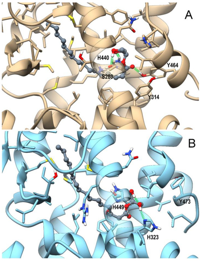 Theoretical complexes of PPARα (tan) (A) and PPARγ (light blue) (B) with 2-PG colored in dark grey and shown in ball & stick representation. Protein residues within 5 Å from the ligands are shown in stick representation. H-bonds are shown as green springs. Hydrogen, nitrogen, oxygen, and sulfur atom are painted white, blue, red, and yellow, respectively. A transparent surface for ribbons was used wherever they hide the ligand-binding site.
